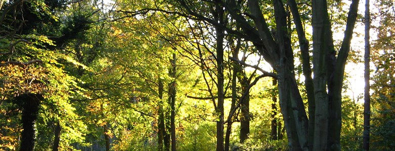 trees with light.jpg
