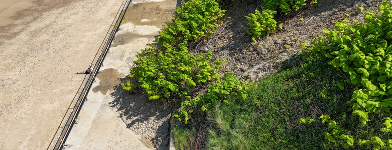 Japanese Knotweed Slip-2.jpg