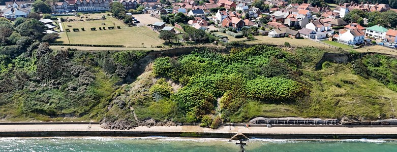 Overstrand Japanese Knotweed Sept 2025.jpg