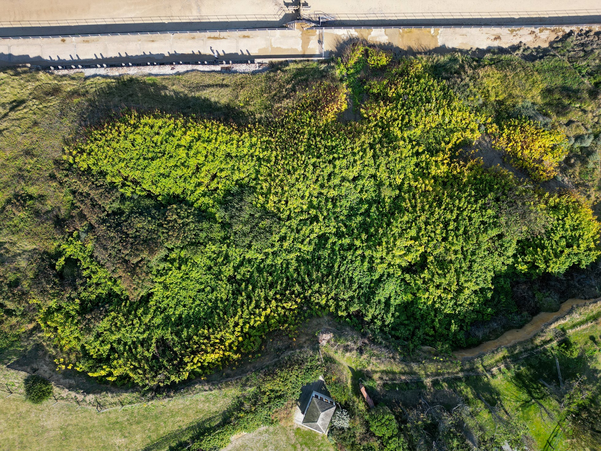 Japanese Knotweed, pictured above Overstrand beach