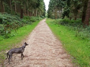 Council seeking views on Public Space Protection Orders (PSPOs) on dog restrictions for non-coastal public areas