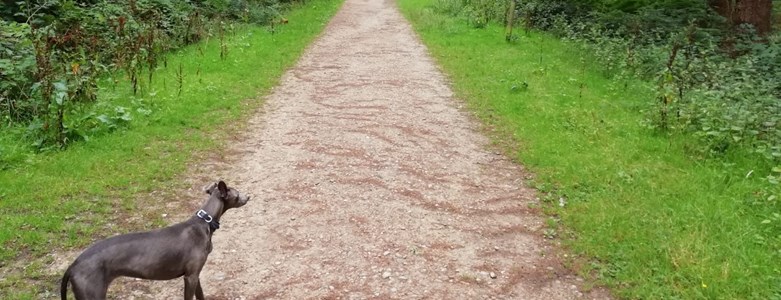 Bacton Wood taken by Ed Foss.jpg