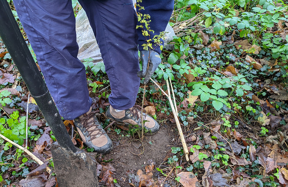 caring for your tree