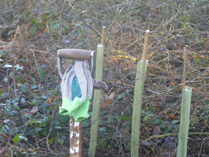 Council nearing 110,000 trees target as planting season begins